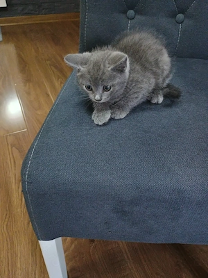 Puiuți  British Shorthair și femelă British Shorthair  - imagine 3
