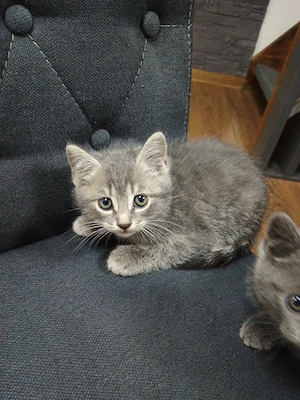 Puiuți  British Shorthair și femelă British Shorthair  - imagine 2