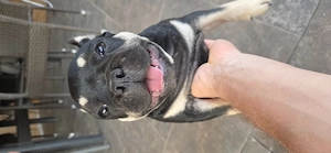 Bulldog francez de vanzare