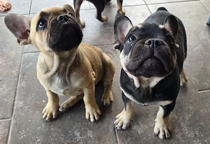Bulldog francez de vanzare - imagine 1
