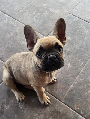 Bulldog francez de vanzare - imagine 3
