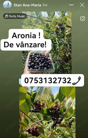 Aronia de vanzare