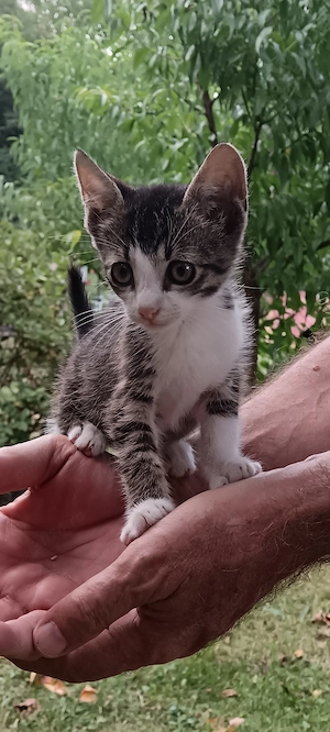 O familie pentru un puiuț frumos