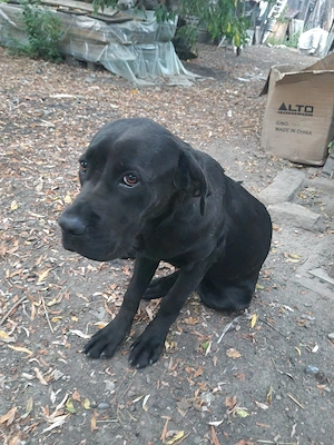 vând cane corso 