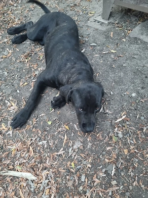 vând cane corso  - imagine 2