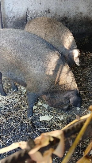 Vand porci duroc și mangalita 