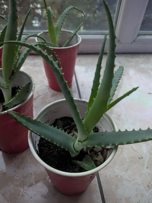 Aloe Vera plantă medicinală 