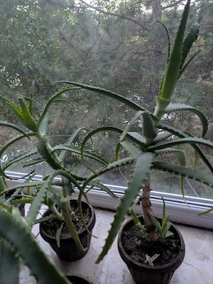 Aloe Vera 