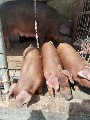 purcei duroc de vânzare!