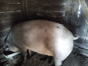 Porc de vânzare 