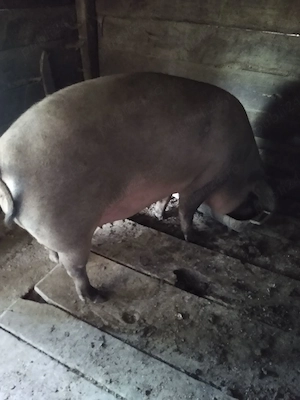 Porci de vânzare  - imagine 5