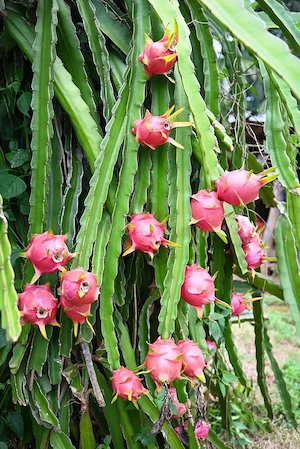 Plantă Exotică Pitahaya Roșu (Dragon Fruit) în Ghiveci   Gata Prinsă!