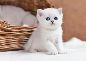 British Shorthair 