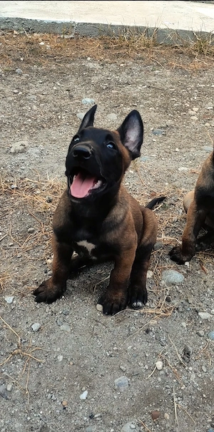 Ciobănesc Belgian Malinois - imagine 2