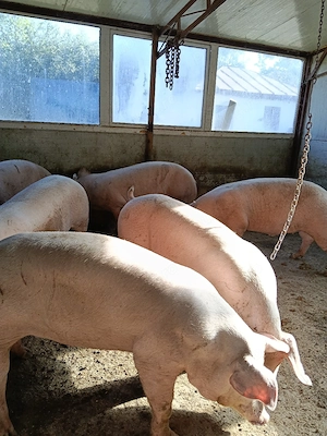 porci de vanzare