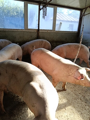 porci de vanzare - imagine 2