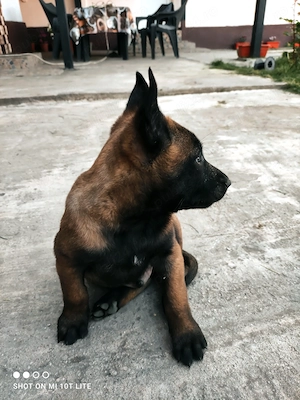 Ciobănesc Belgian Malinois