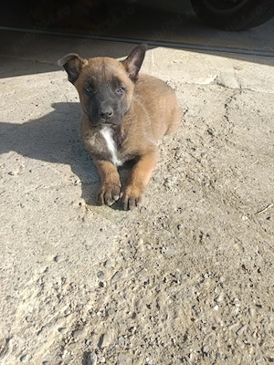 Catel Malinois