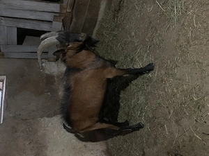 Țap alpin francez rasa pura