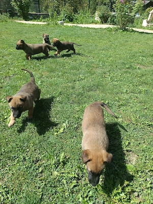 Catel Malinois - imagine 2