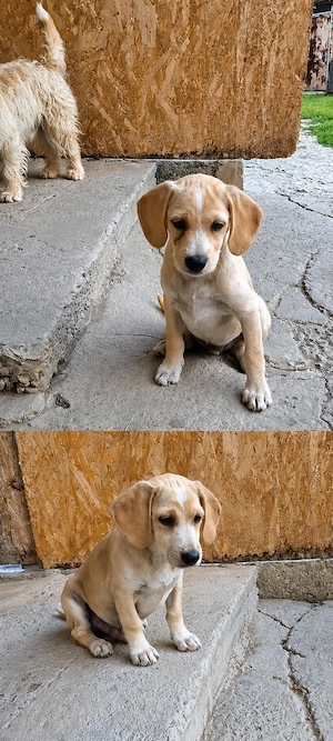 Spre adopție: 4 puiuți energici și iubitori (2 fetițe și 2 băieței) - imagine 2