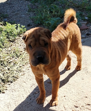 Donez catea sharpei