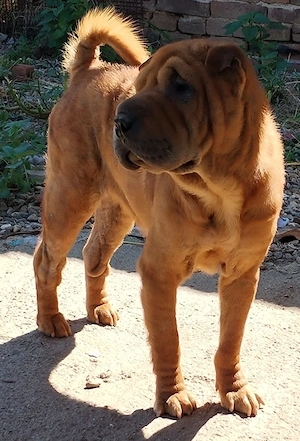 Donez catea sharpei - imagine 2