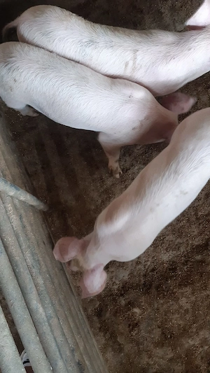 Purcei din rasa Marelui Alb
