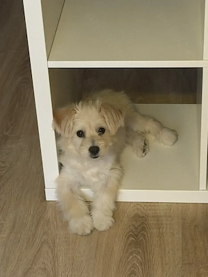 Pui Bichon Metis- vârstă 3 luni - imagine 2