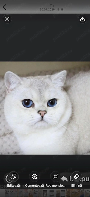 Fetiță British Shorthair Golden Chinchilla   Shaded (Rară)   Ochi verzi, părinți pedigree - imagine 4