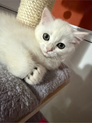 Fetiță British Shorthair Golden Chinchilla   Shaded (Rară)   Ochi verzi, părinți pedigree