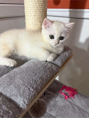 Fetiță British Shorthair Golden Chinchilla   Shaded (Rară)   Ochi verzi, părinți pedigree - imagine 3
