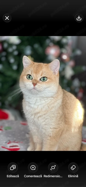 Fetiță British Shorthair Golden Chinchilla   Shaded (Rară)   Ochi verzi, părinți pedigree - imagine 5