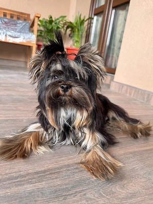 Yorkshire terrier  - imagine 4