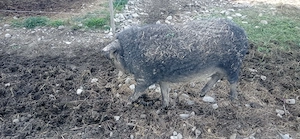 Porci mangalița 