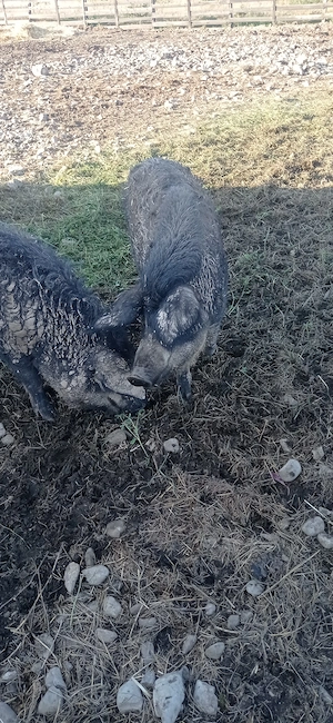 Porci mangalița  - imagine 4