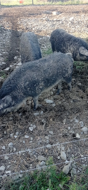 Porci mangalița  - imagine 3