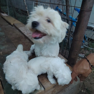 Bischon maltez pui