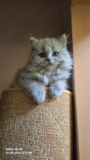 British Longhair Liliac - imagine 5