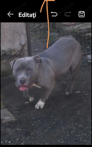 Donez câini Amstaff 