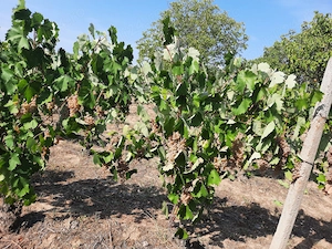 Struguri de vânzare - soiurile feteasca și cabernet 
