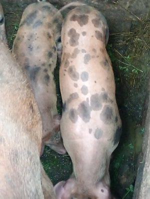 vand grasuni duroc incrucisat cu pietran