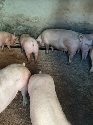 vând porci de carne și soldani diferite mărimi  - imagine 5