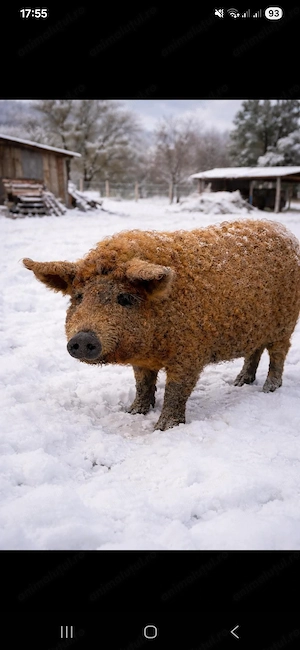 Vând porci mangalita si pietran