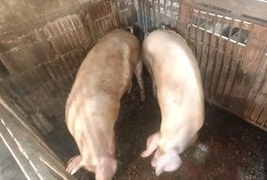 Porci 100-120 kg