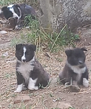 Border Collie