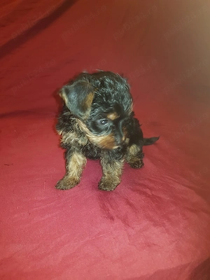 Yorkshire pui șapte săptămâni 