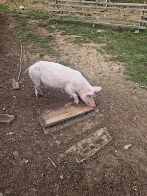 vand scrofa