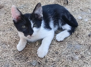 Patru pisici cauta o familie