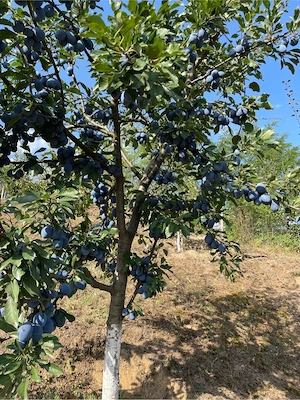 Prune de vanzare
